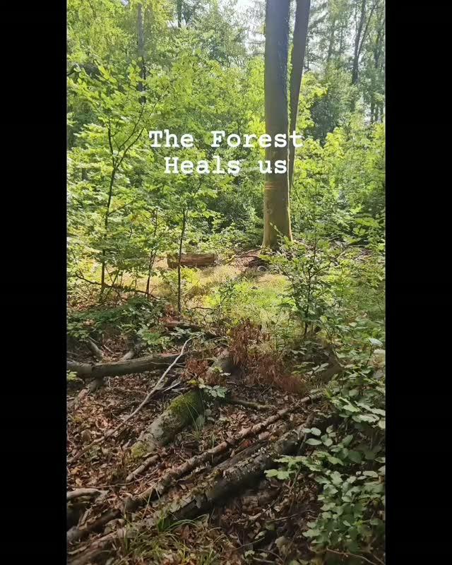 The forest doesn’t just heal—it reaches into the deepest corners of the Soul, gathers the pieces we thought were lost, and breathes life back into us.

Join my next transformational Yoga retreats to experience the depth of 3 amazing forests.

www.nicoleta-bot.de 

#forestphotography 
#forestbathing 
#yogaretreat
#transformation